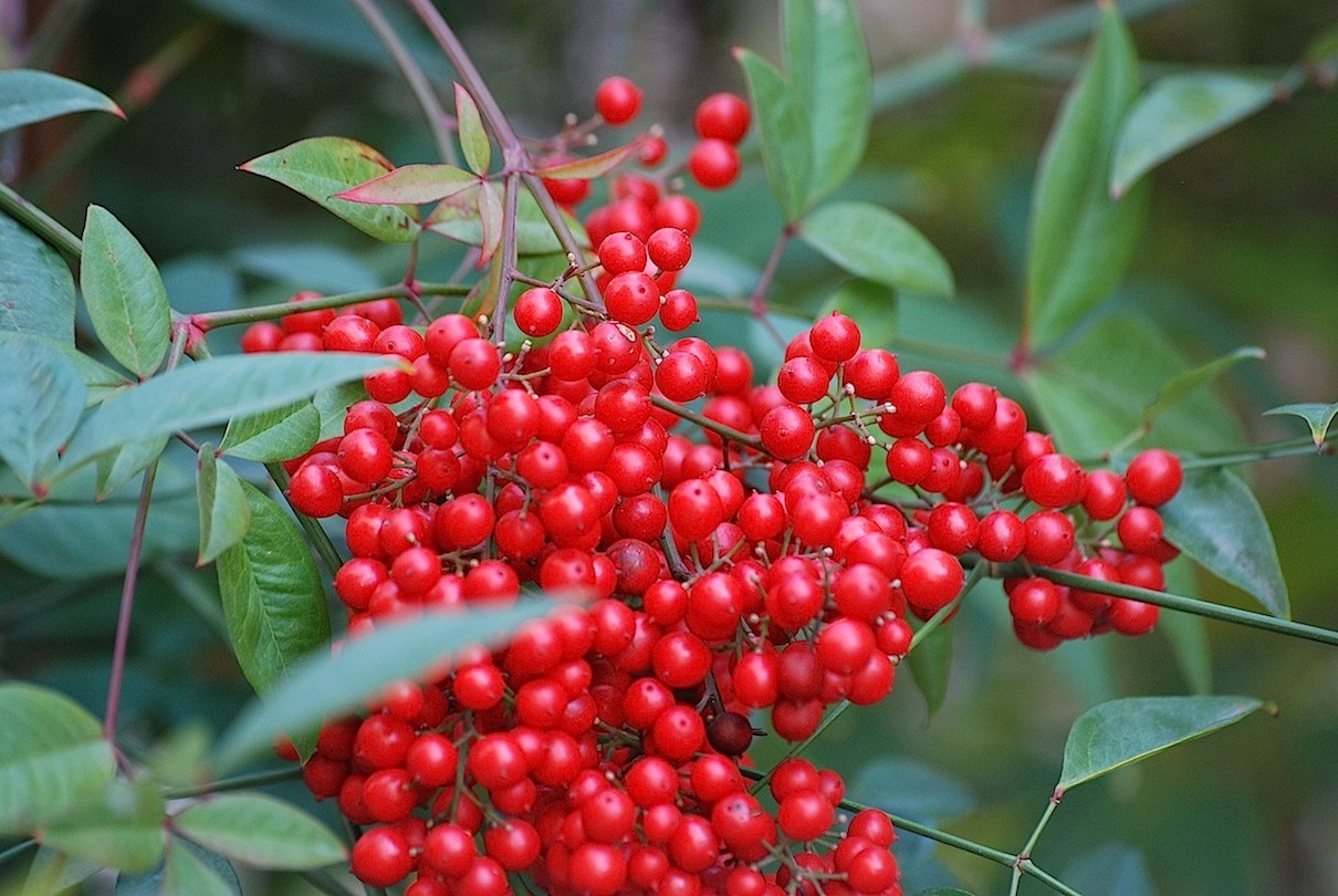 Nandina domestica